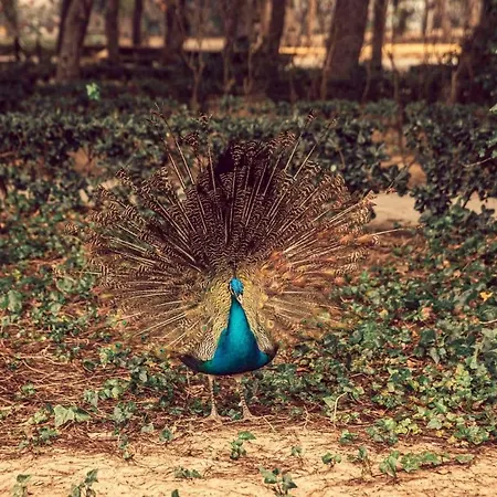 Parquemar 3* Guardamar del Segura
